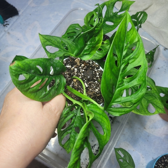 Live plant monstera swiss cheese full rooted - Picture 2 of 12